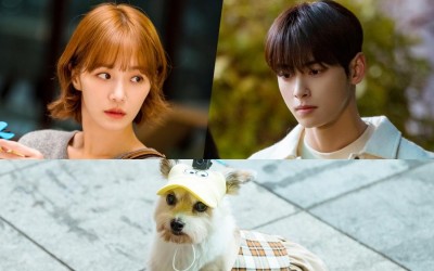 Park Gyu Young Carries Out A Secret Plan To Rescue Cha Eun Woo From Danger In “A Good Day To Be A Dog”