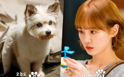 Park Gyu Young Transforms Into An Adorable Dog After Kissing Cha Eun Woo In “A Good Day To Be A Dog”